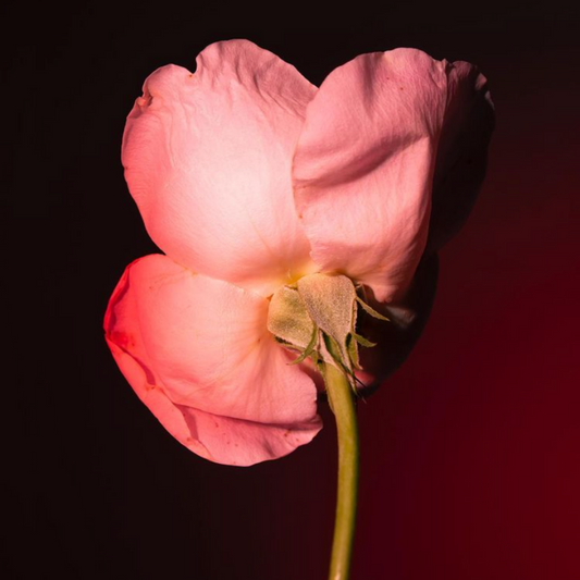 TABAC ROSE by BDK in ATLANTA only at INDIEHOUSE modern fragrances