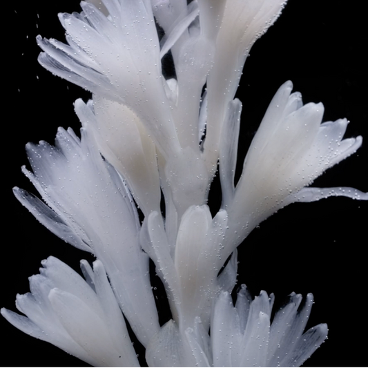 Tubereuse Astrale Extrait by Maison Crivelli at INDIEHOUSE modern fragrances Atlanta