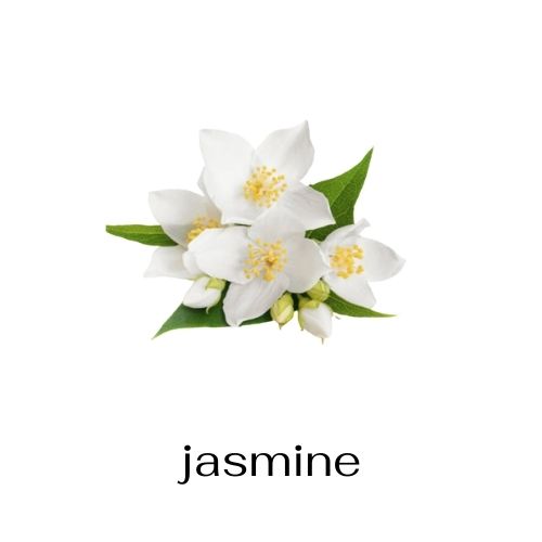 Jasmine