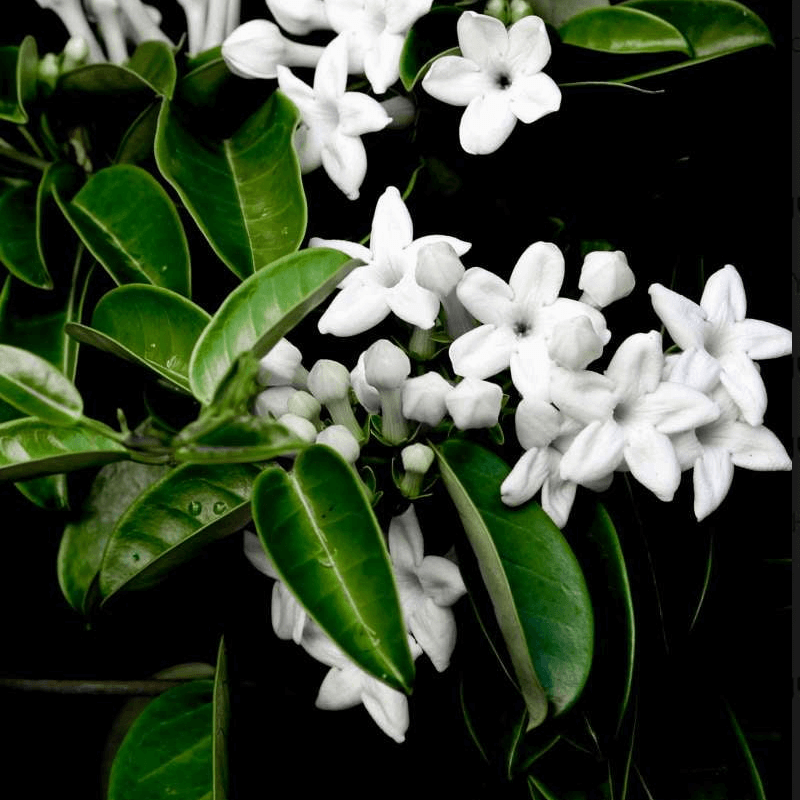 Madagascan Jasmine - Grandiflora - INDIEHOUSE modern fragrances