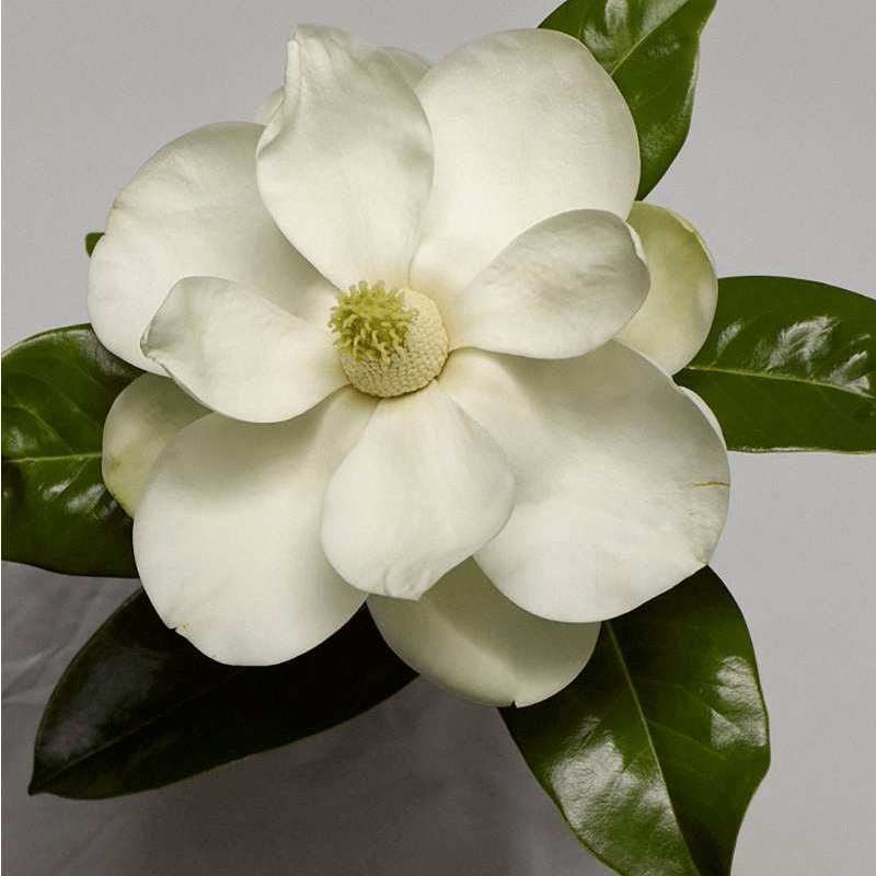 Magnolia Sandrine - Grandiflora - INDIEHOUSE modern fragrances