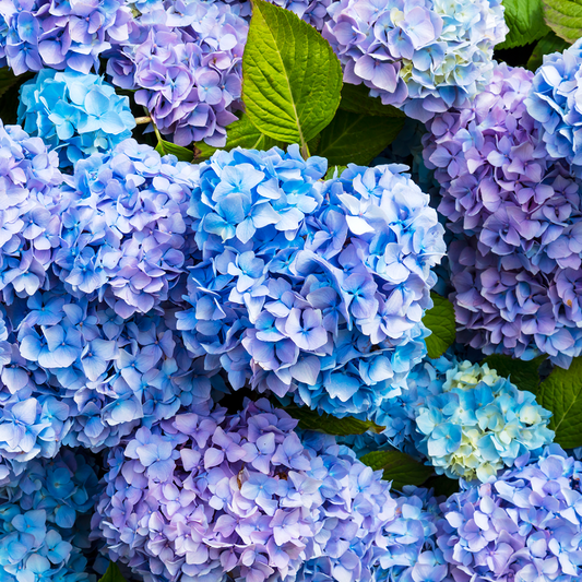 J scent hydrangea